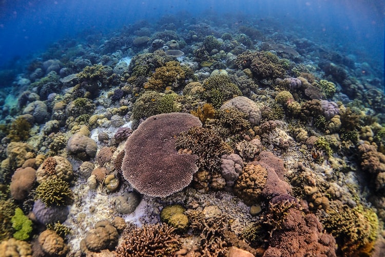 The Impact Of Sunscreen On The Coral Reefs – Medik8