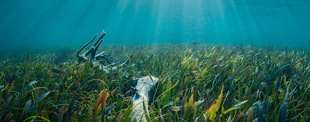 The Impact Of Sunscreen On The Coral Reefs