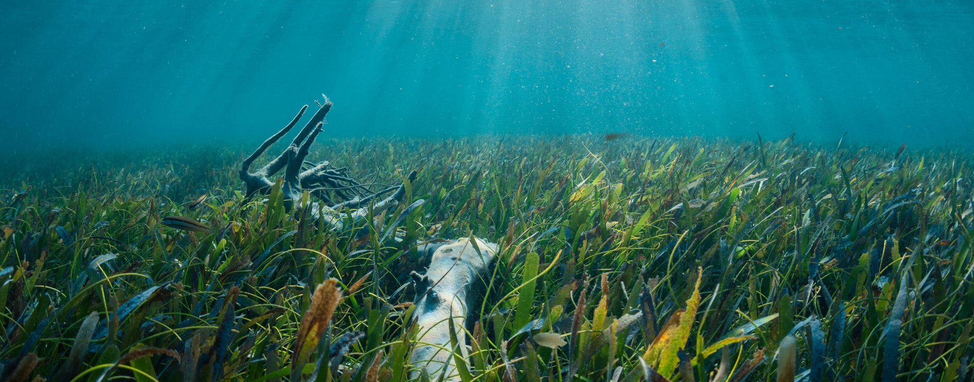The Impact Of Sunscreen On The Coral Reefs